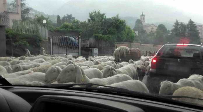 Gregge attraversa le strade di Lecco: è iniziata la transumanza