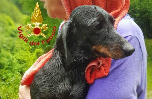 Bonacina. Cagnolino finisce in un dirupo, lo salvano i pompieri