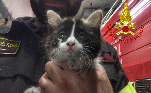 Micetto bloccato sul tetto, lo salvano i pompieri. Le foto dell’intervento