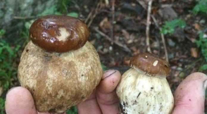 Buone notizie per i fungiatt, trovati i primi porcini in Valsassina