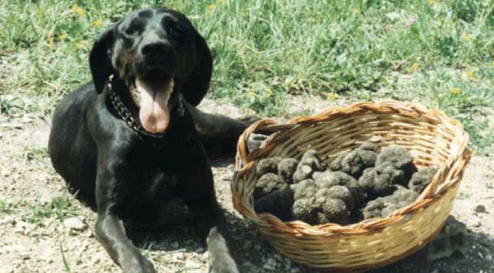 Come scegliere un cane da tartufi? Ad Abbadia incontro con gli esperti