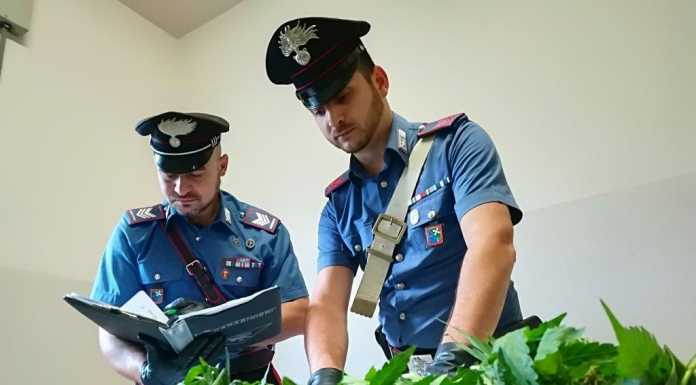 Coltivava illegalmente marijuana, denunciato 42enne di Olgiate Molgora