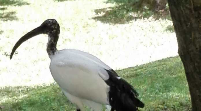 Eccezionale avvistamento. Un ibis sacro sulle rive del lago