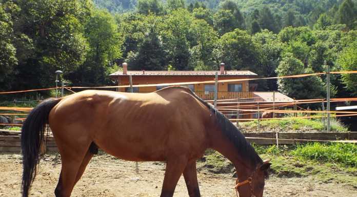 Bergamo, frode fiscale per 10 milioni. Sequestrati immobili e anche un cavallo