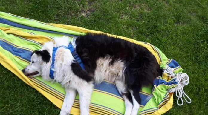 Valgoglio. Cane cade in un dirupo, il Soccorso Alpino lo salva