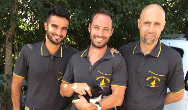 Civate. Gattina incastrata nel motore di un’auto, i Vigili del Fuoco la salvano