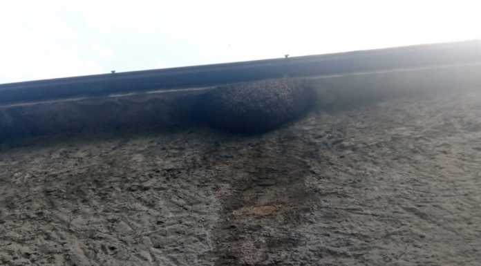 Calolzio. Gagliardi: “Alveare da guinness in via Promessi Sposi”