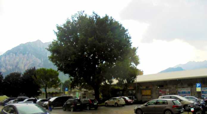 Olmo a rischio taglio. Mastalli: “Il comune soffre di cecità alle piante?”