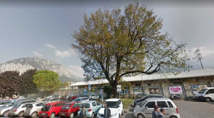 “Salvate l’olmo di via Sassi” con il nuovo parcheggio sarà tagliato