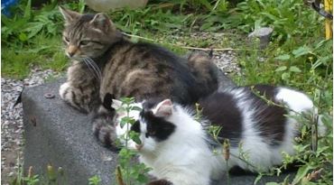 L’appello di Pro Parco Nostri Amici Animali: “Aiutateci a ritrovare Grey”