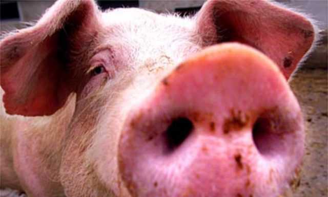 Maltempo in Alto Lago, maiale folgorato da un fulmine e danni alla colture