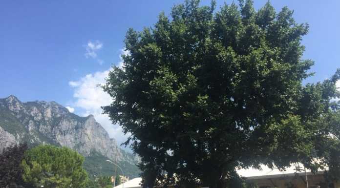 Contro il taglio del vecchio olmo, un presidio ‘sotto l’albero’ in via Sassi