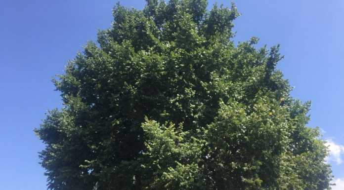 LAC: “Lecco, una città che non sa prendersi cura di se stessa”