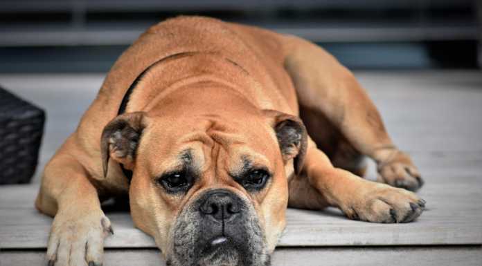 Psicologia e Vita. La noia, spiacevolissima occasione di rilancio