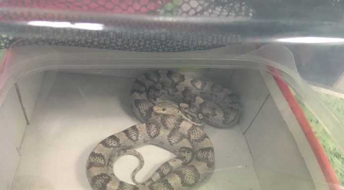 Olginate: un serpente esotico in giardino, catturato dai pompieri