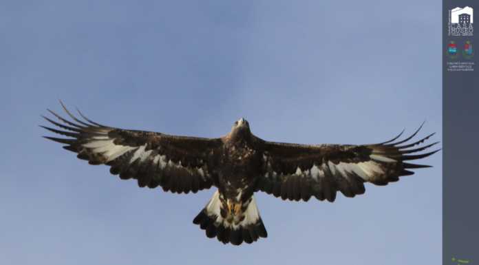 Alla scoperta della fauna dei Piani Resinelli, sabato alla Casa Museo Villa Gerosa