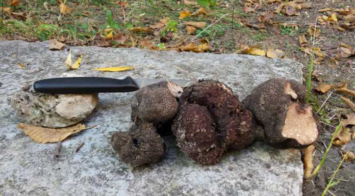A ‘caccia’ di Tartufi sul Lario: dalla raccolta alla cucina, parlano gli esperti