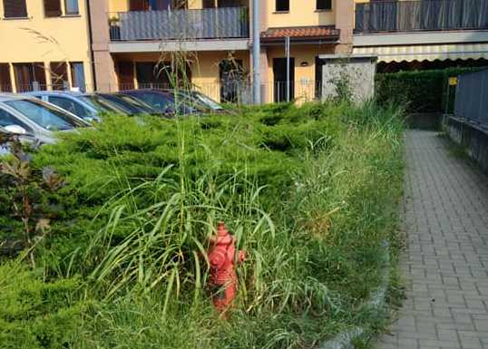 Erba alta in via Spluga. Il taglio slitta per le auto parcheggiate nonostante il divieto