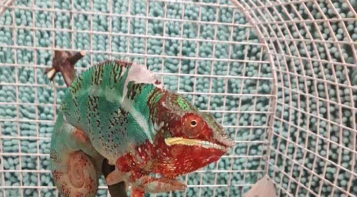 Camaleonte ‘smarrito’, ritrovato in un giardino. Si cerca il proprietario