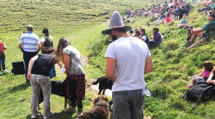 Morterone. Formaggi d’autore in quota e campionato dei cani da pastore