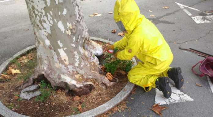 Bellano. Nido di calabroni al parco, intervento dei Vigili del Fuoco