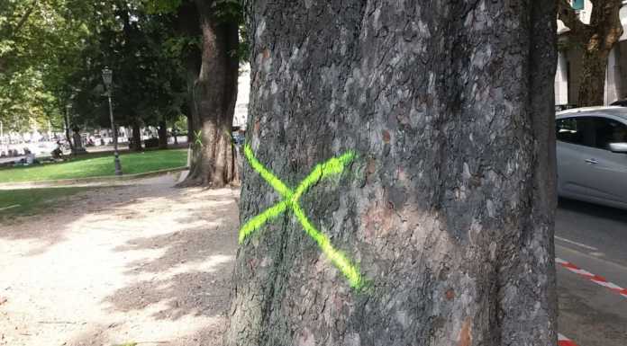 Alberi da abbattere sul lungolago. Buizza: “Una rappresaglia”