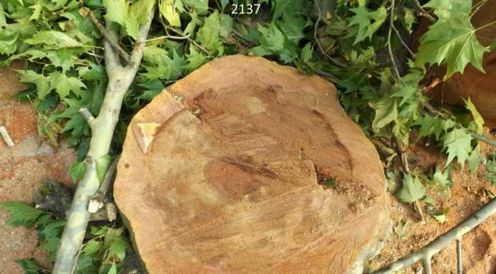 Alberi abbattuti sul lungolago. Buizza: “Le piante possono rigenerarsi”