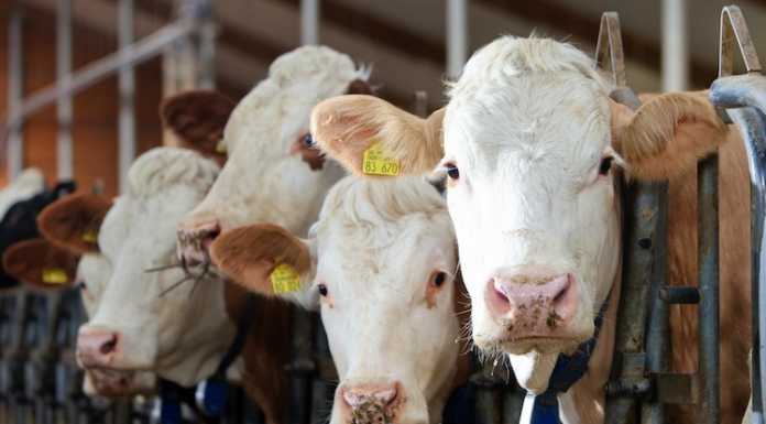 Domenica a Como la Fiera di Sant’Abbondio: mercato agricolo e fiera zootecnica
