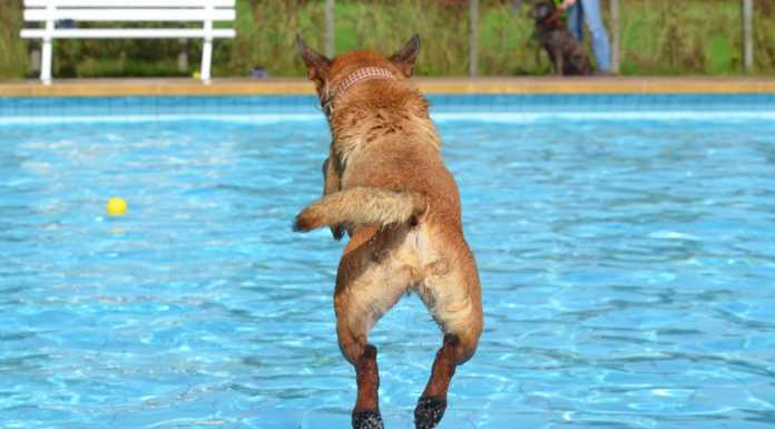 Animali e caldo, i consigli dell’Ats Brianza per proteggerli