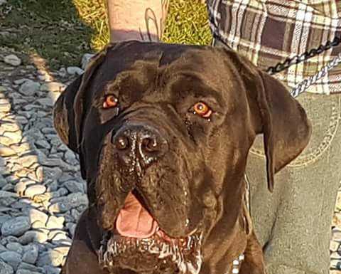 Gas è morto nella salita al Resegone, una tomba per lui sulla montagna