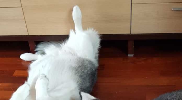 Mila e Alicia vincitrici su FB del contest fotografico Siberian Husky in Italia