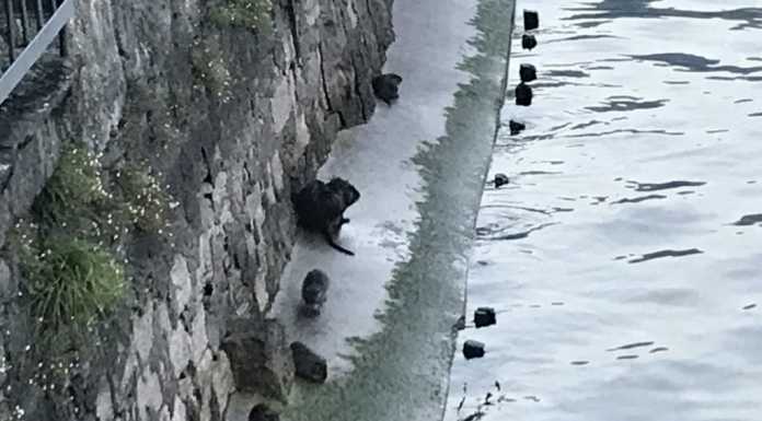 Nutrie a Mandello: ‘famigliola’ avvistata all’imbarcadero