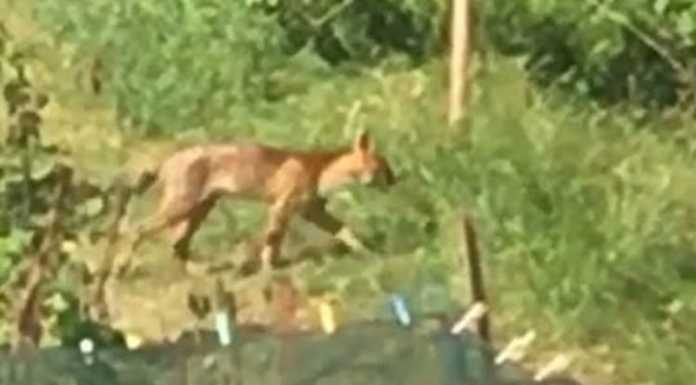 Grosso felino a spasso nel comasco, potrebbe essere un puma