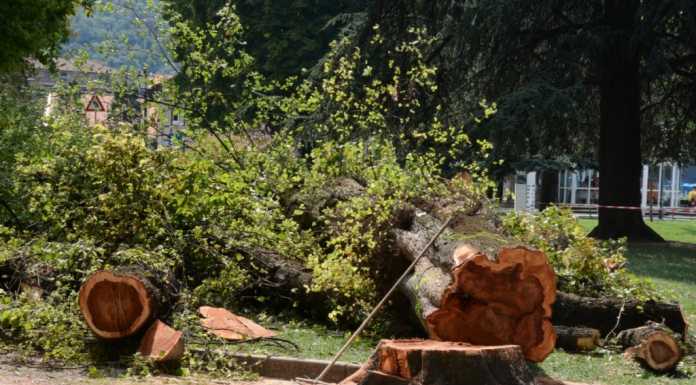 Buizza al Comune: “Fate i controlli sui tronchi degli alberi abbattuti”