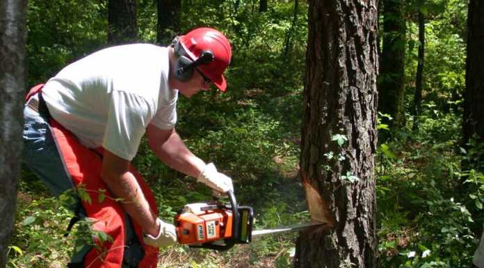 Taglio boschi: serve il permesso, ecco come e dove richiederlo