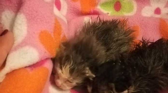 Gattini gettati da un dirupo. L’Enpa denuncia il crudele gesto