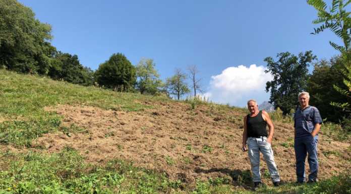 Terreni devastati dai cinghiali, parlano gli agricoltori lecchesi
