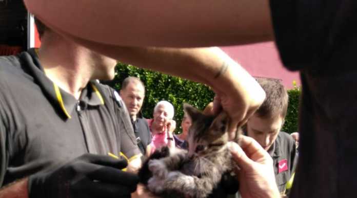 Acquate. Micetto nel cofano di un’auto, mobilitazione per salvarlo