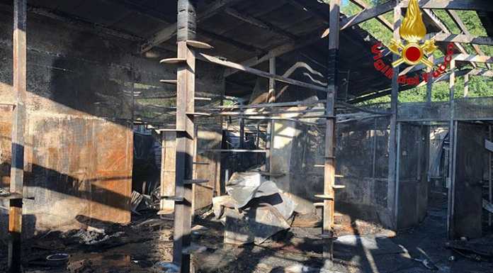 Incendio devasta un gattile a Rho: cento felini uccisi dalle fiamme