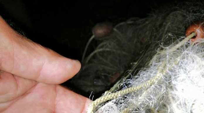 Bracconaggio nel lago di Piona, recuperata una rete dai guardia pesca