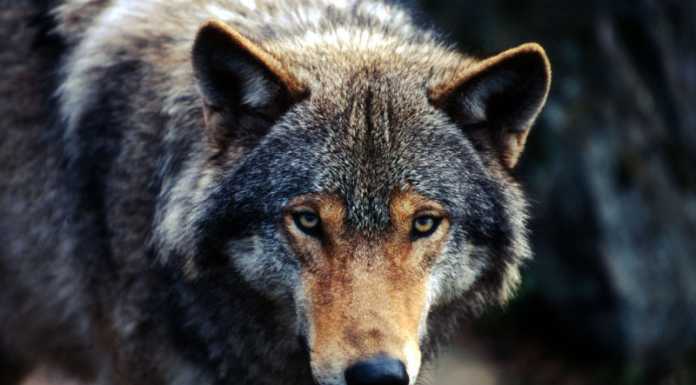 Galbiate. Venerdì la premiazione del concorso fotografico WWF