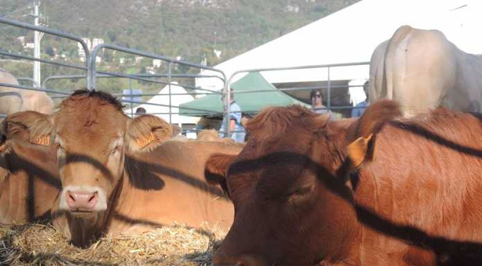 Al via le Manifestazioni Zootecniche della Valsassina