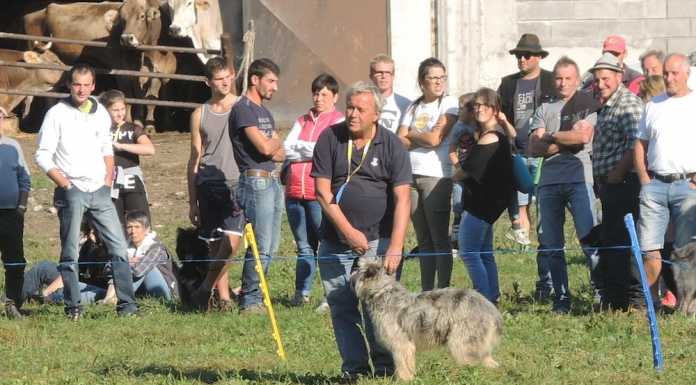 Valsassina. Annullate e rinviate al prossimo anno le Manifestazioni Zootecniche manifestazioni zootecniche