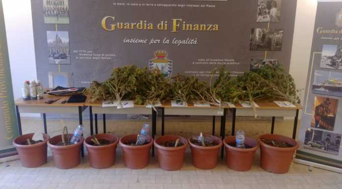 Mantova, la GdF sequestra una piantagione di marijuana