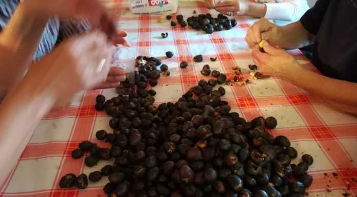 Castagnate. Nel week-end eventi a Calolziocorte ed Erve