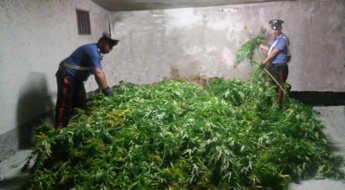 Mandello: scoperta una piantagione di marijuana in un bosco
