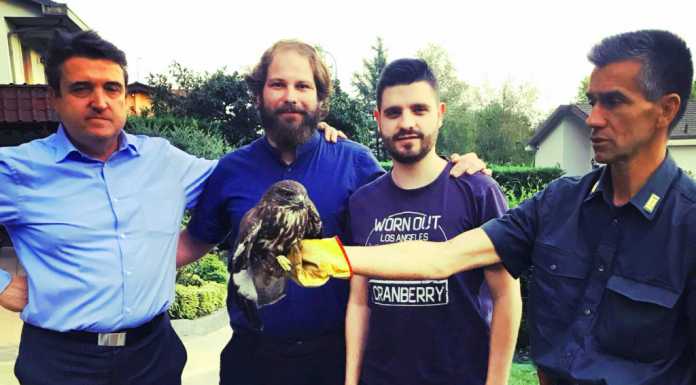 Santa Maria Hoé. Una poiana ferita in garage, recuperata e soccorsa