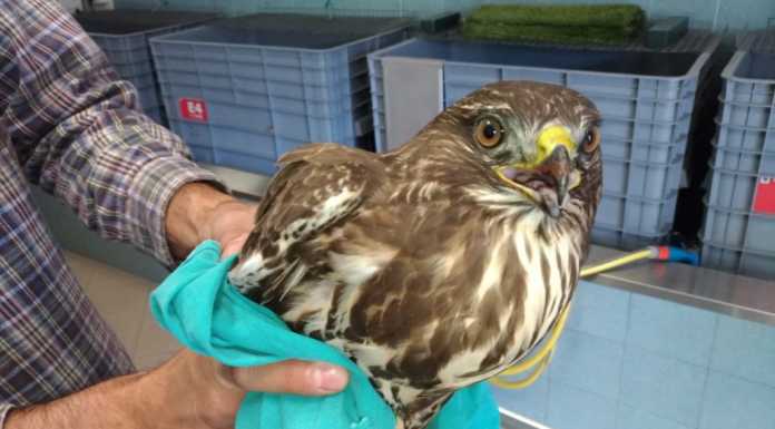 Antibracconaggio, quattro rapaci salvati dalla Polizia Provinciale