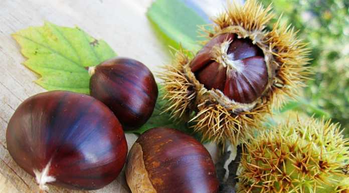 La Salute Vien Mangiando. L’Autunno a tavola