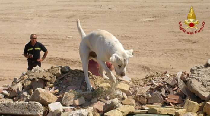Brambilla: “Quando le nuove assunzioni per i cinofili dei Vigili del Fuoco?”